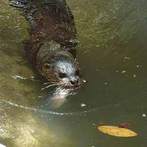 Hairy-nosed otter, May 2013.