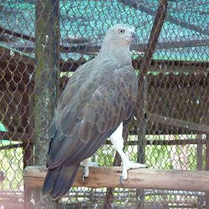 Grey-headed fish eagle, May 2013.