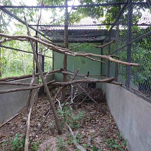 Pangolin enclosure, May 2013.