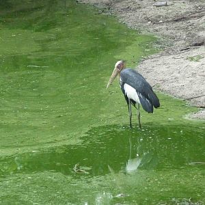 Wild lesser adjutant, May 2013.