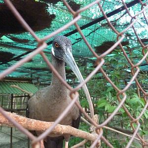 White-shouldered ibis, May 2013.