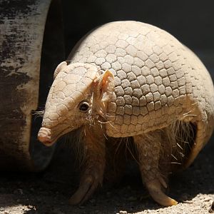 IMG_6101_JPG_cropped