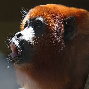 IMG_6105_JPG_cropped