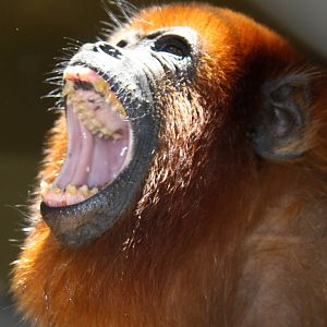 IMG_6107_JPG_cropped