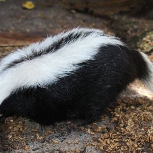 IMG_6208_JPG_cropped