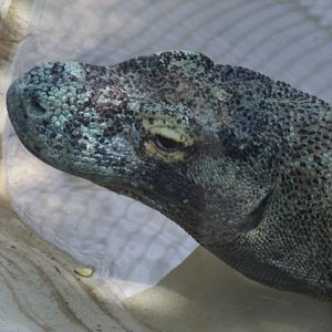 Komodo Dragon