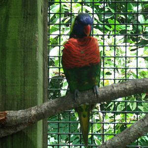Green-Naped Lorikeet