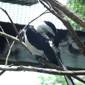 Von der Decken's Hornbill
