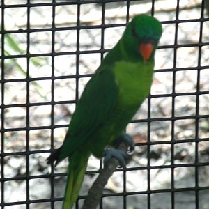 Weber's Lorikeet