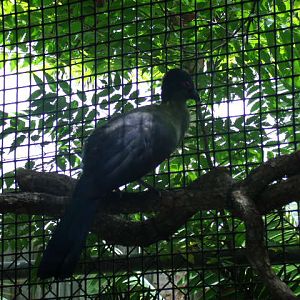 Purple-Crested Turaco