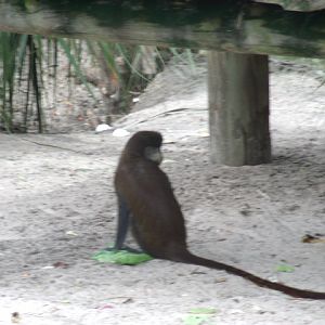 Schmidt's Guenon