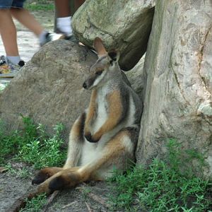 Yellow-Footed Rock-Wallaby