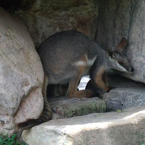 Yellow-Footed Rock-Wallaby