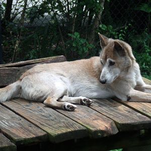 New Guinea Singing Dog