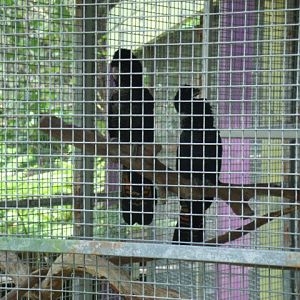 Red-Tailed Black Cockatoo