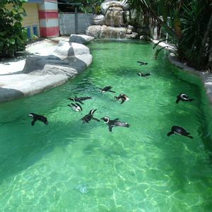 African Penguin Enclosure