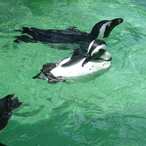 African Penguins