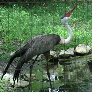 Wattled Crane