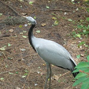 Immature Demoiselle Crane