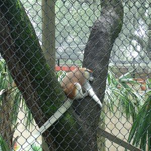 Patas Monkey