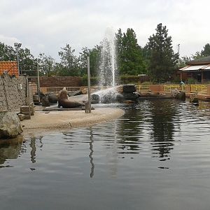 Enclosure Steller's sea-lions