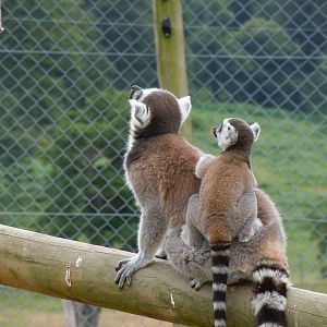 Ring-tailed Lemur