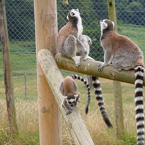 Ring-tailed Lemur