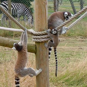 Ring-tailed Lemur