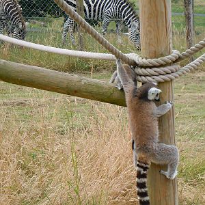 Ring-tailed Lemur