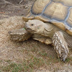 African Spurred Tortoise