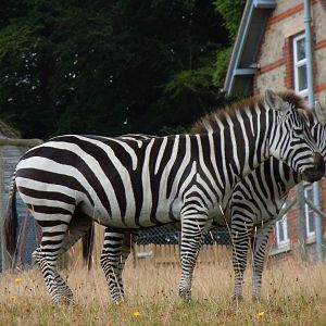 Grant's Zebra