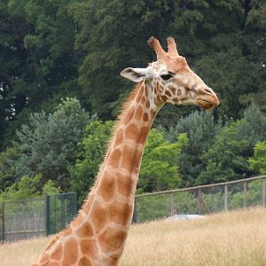 Rothschild Giraffe
