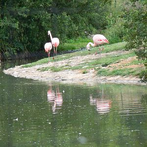 Chilean Flamingo