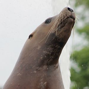 Steller's sea-lion