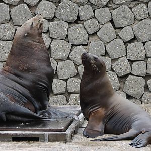 Steller's sea-lions
