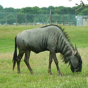 Blue Wildebeest