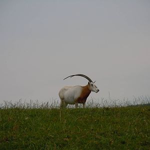 Scimitar-horned Oryx