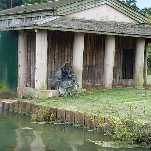 Western Lowland Gorilla