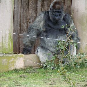 Western Lowland Gorilla