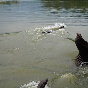 California Sea Lion