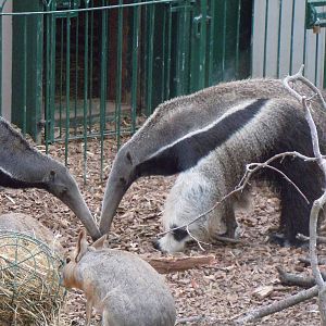 Giant Antester