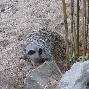 Meerkat