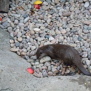 Asian Small-clawed Otter