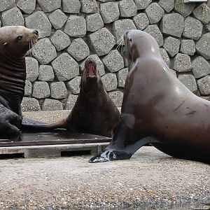 Steller's sea-lions