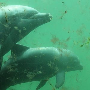 Bottle-nosed dolphin with young
