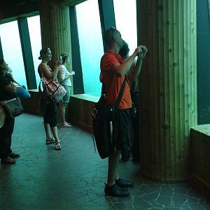 Underwater-viwing area dolphins