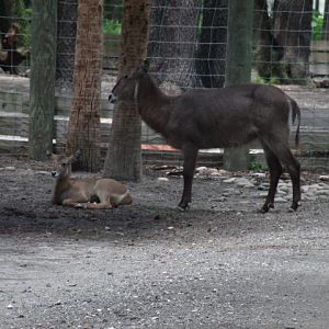 Ellipsen Waterbuck