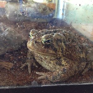 American Toad
