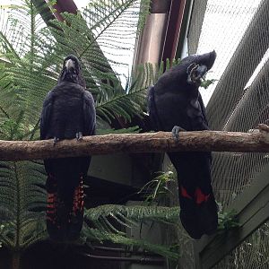Red Tailed Black Cockatoos