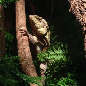 Frilled Lizard